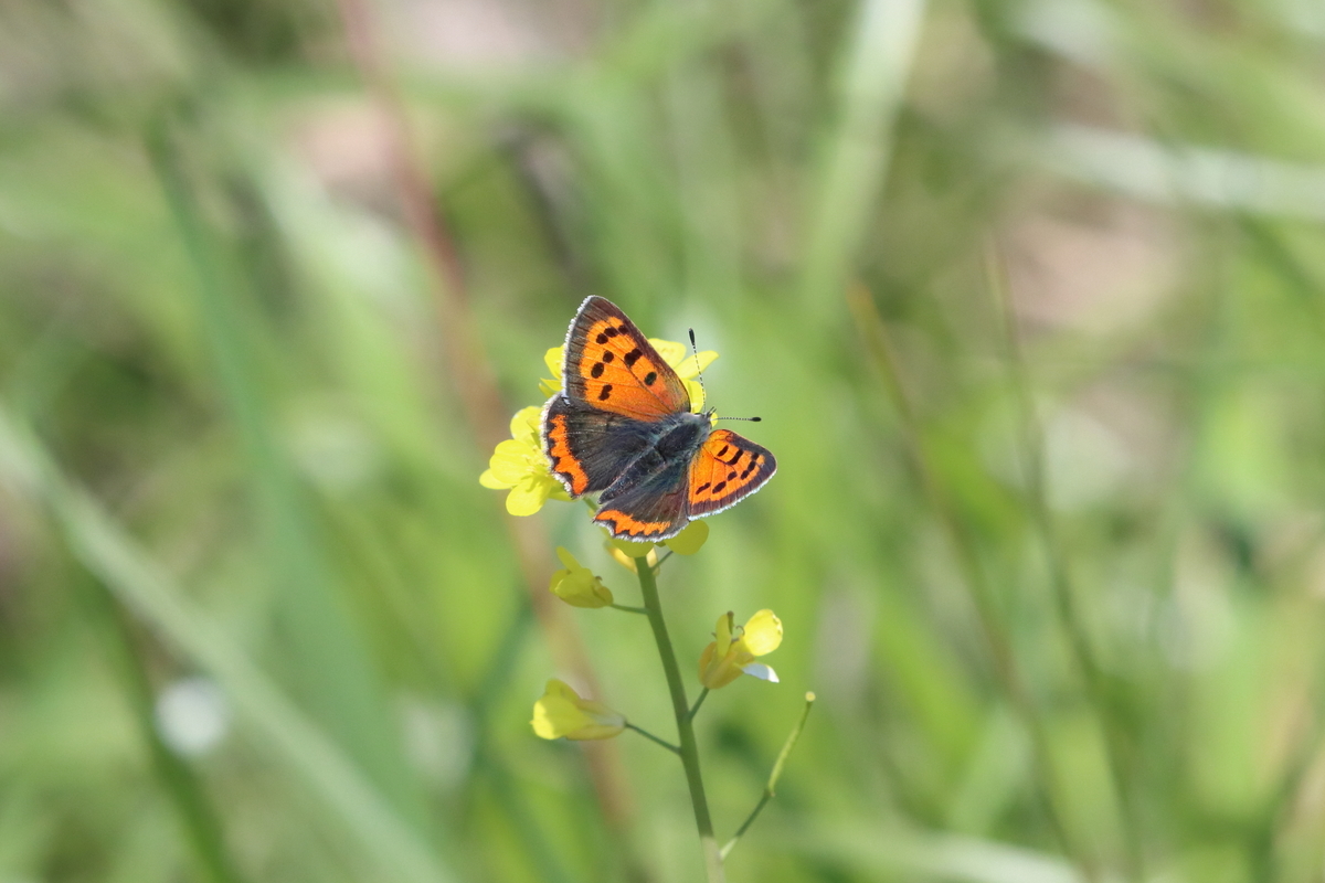 f:id:butterflyer:20211207220435j:plain