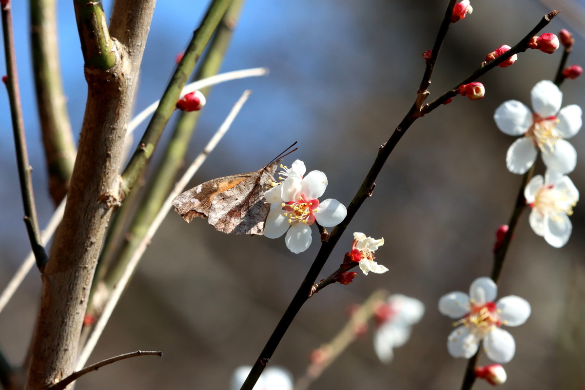 f:id:butterflyer:20211207220511j:plain