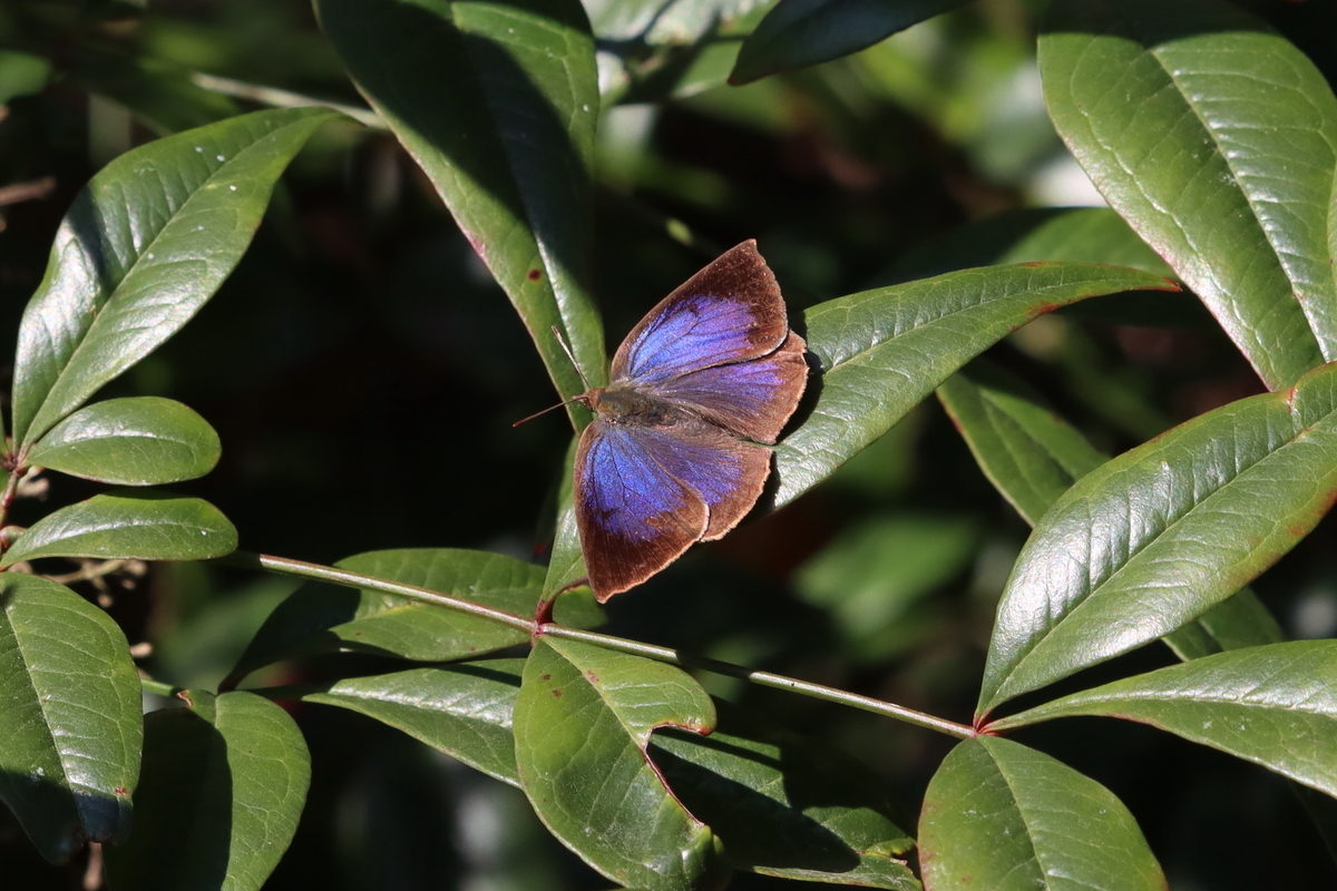 f:id:butterflyer:20211207220520j:plain