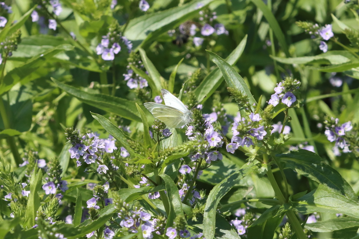 f:id:butterflyer:20211207220650j:plain