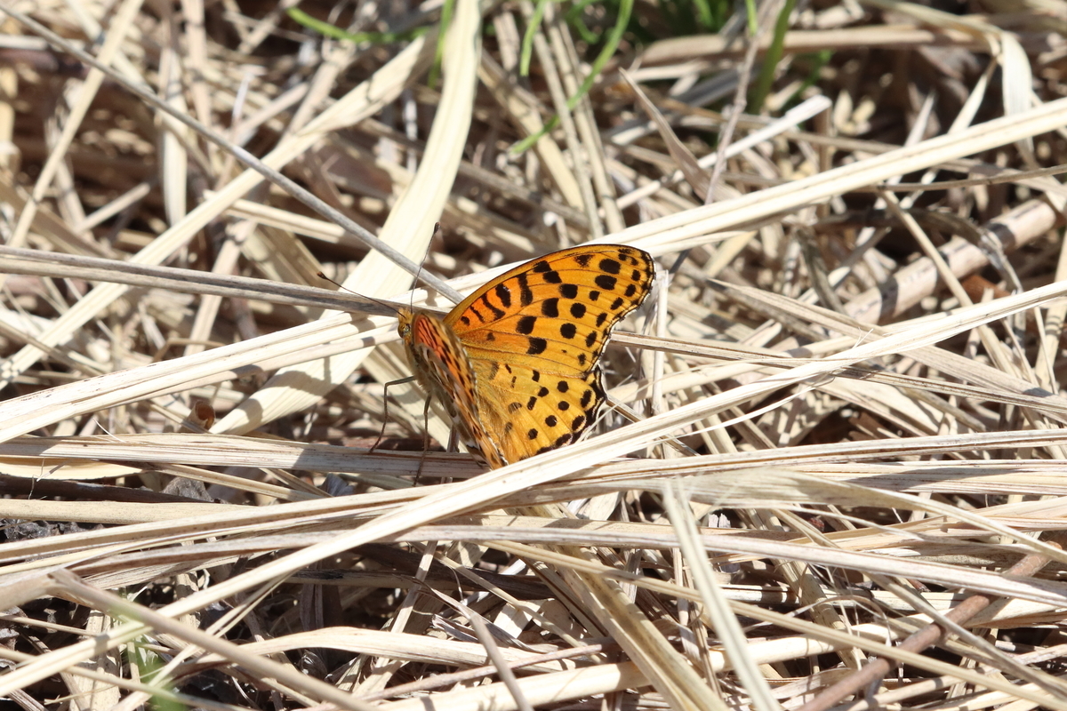 f:id:butterflyer:20211207220709j:plain