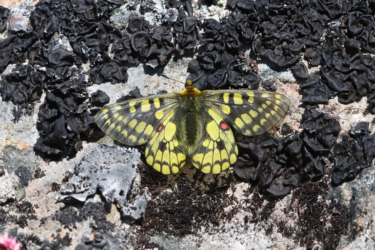 北海道のチョウたち：2021年6月23～26日 - butterflyer's blog