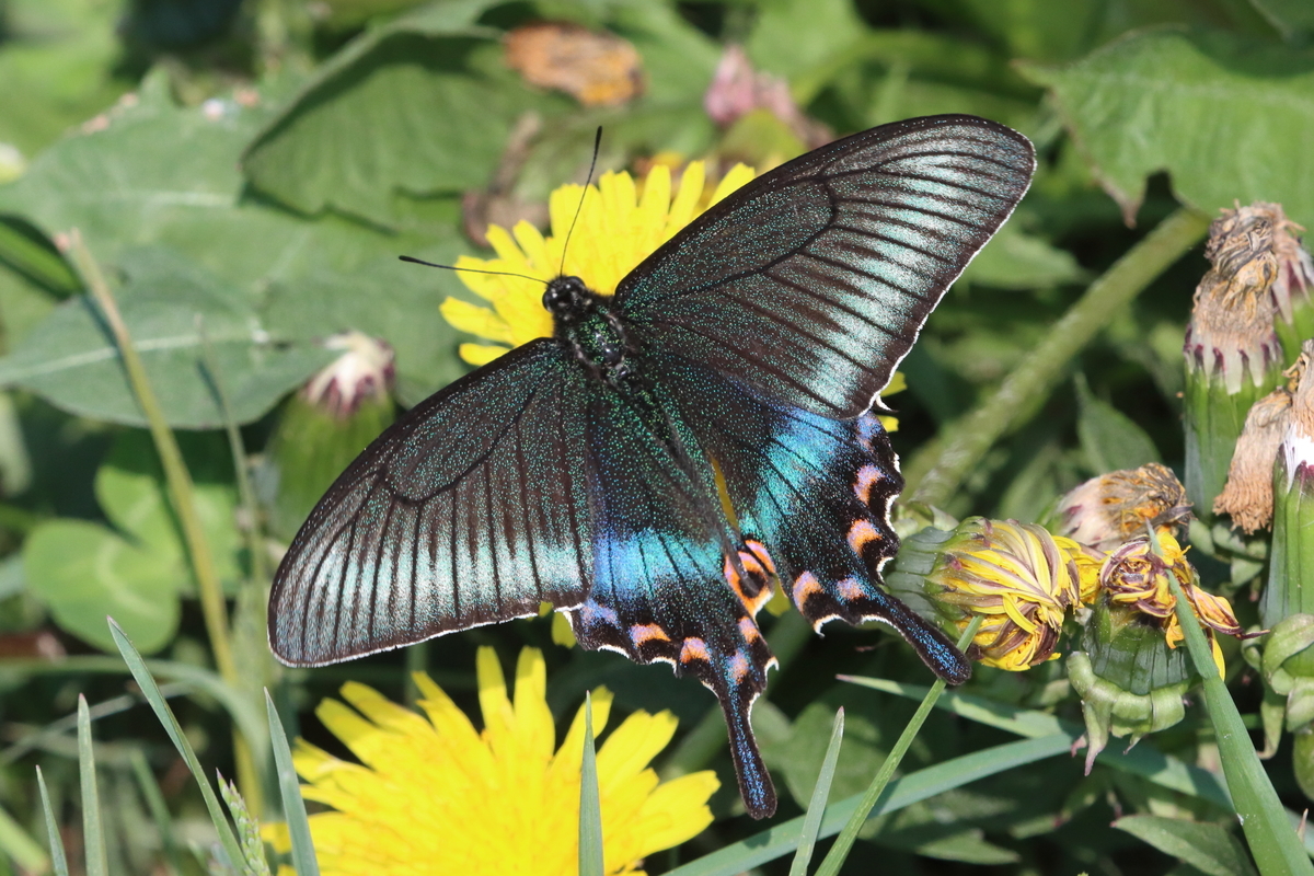 ミヤマカラスアゲハ in 北海道 2022年 - butterflyer's blog