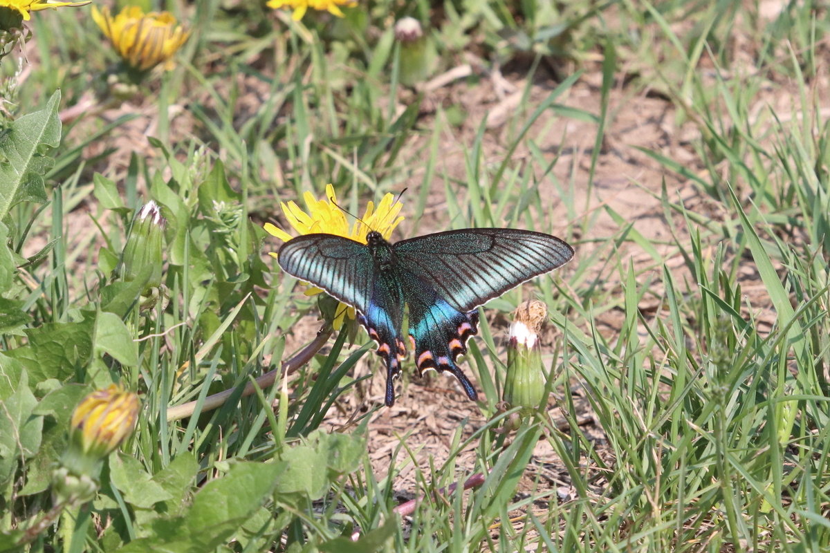 ミヤマカラスアゲハ in 北海道 2022年 - butterflyer's blog