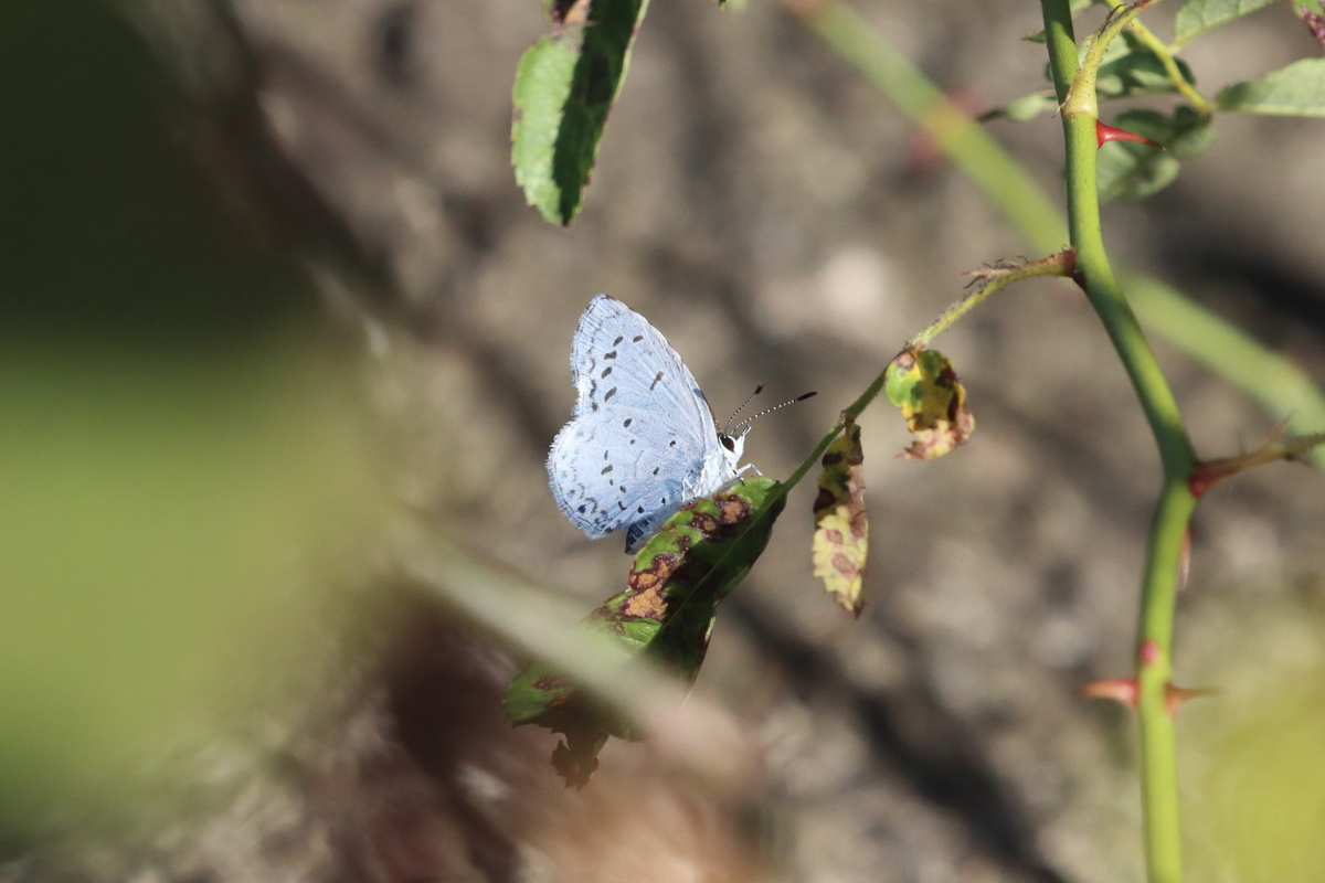和歌山のサツマシジミ＆ヤクシマルリシジミ 2023 11/3 - butterflyer's