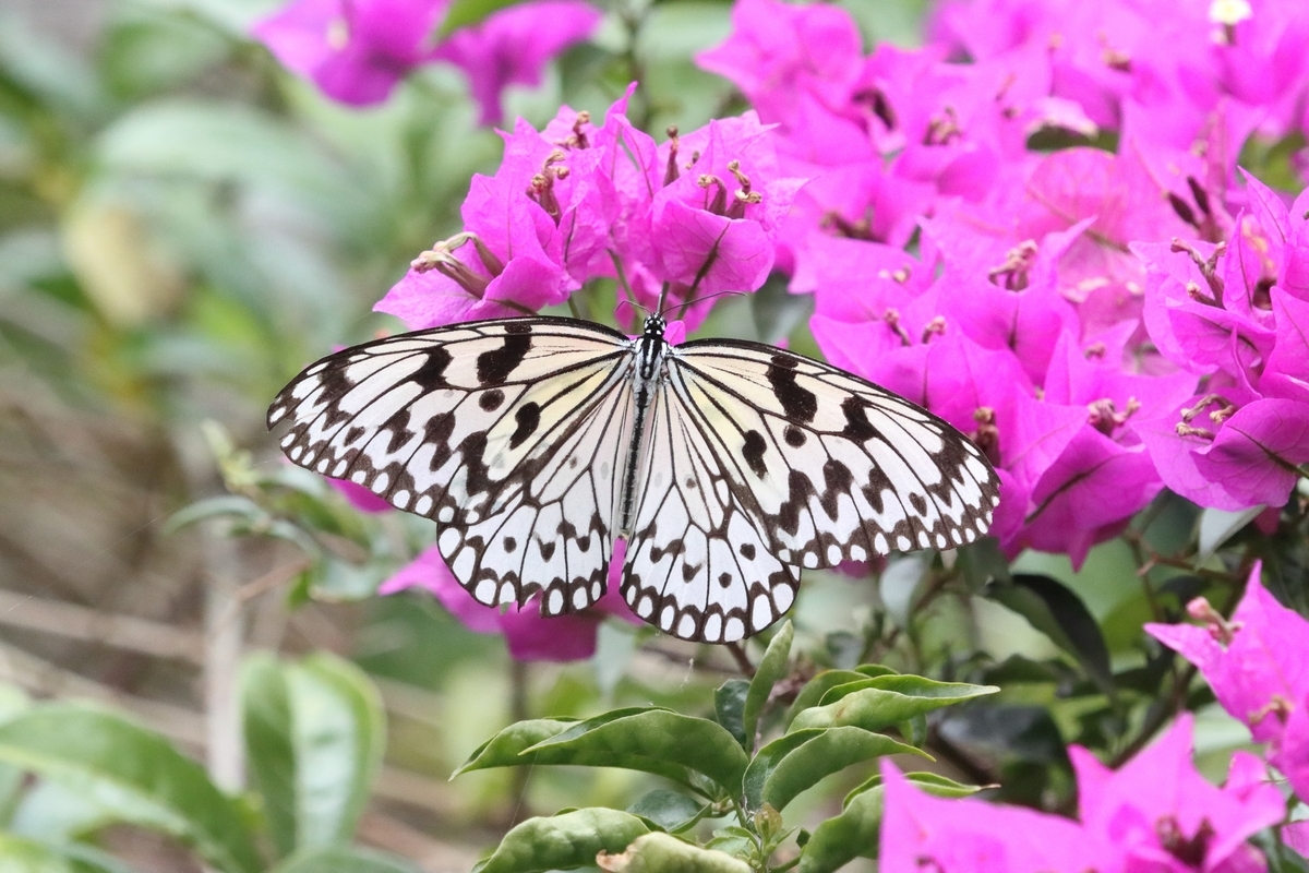 2024年3月10日小浜島にて - butterflyer's blog