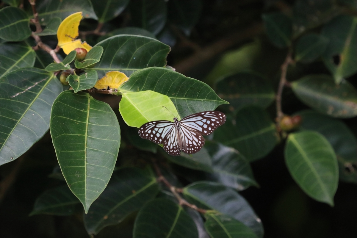 2024年5月 アサヒナキマダラセセリ - butterflyer's blog