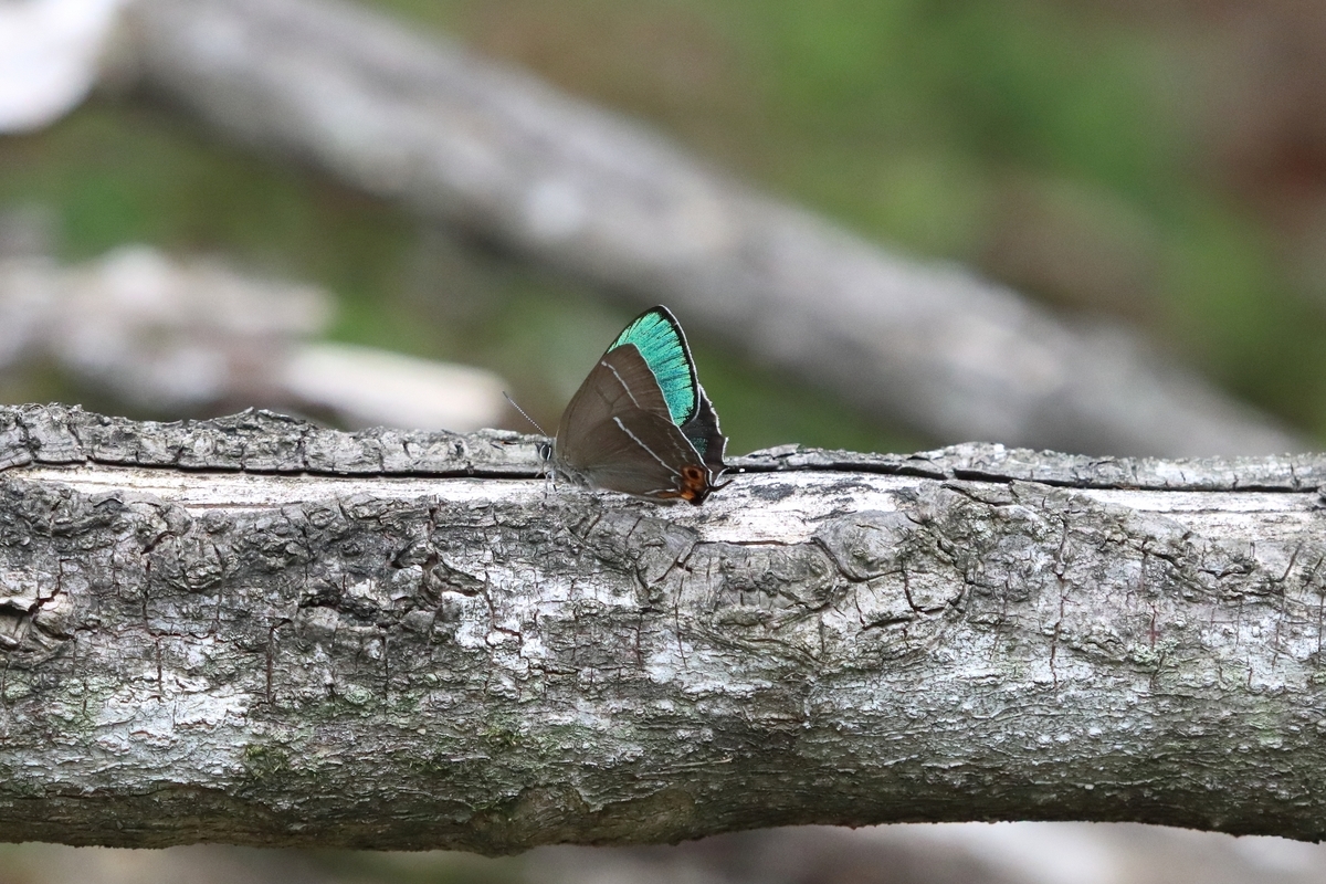 2024年6月 兵庫県のエゾミドリシジミ、ヒサマツミドリシジミ