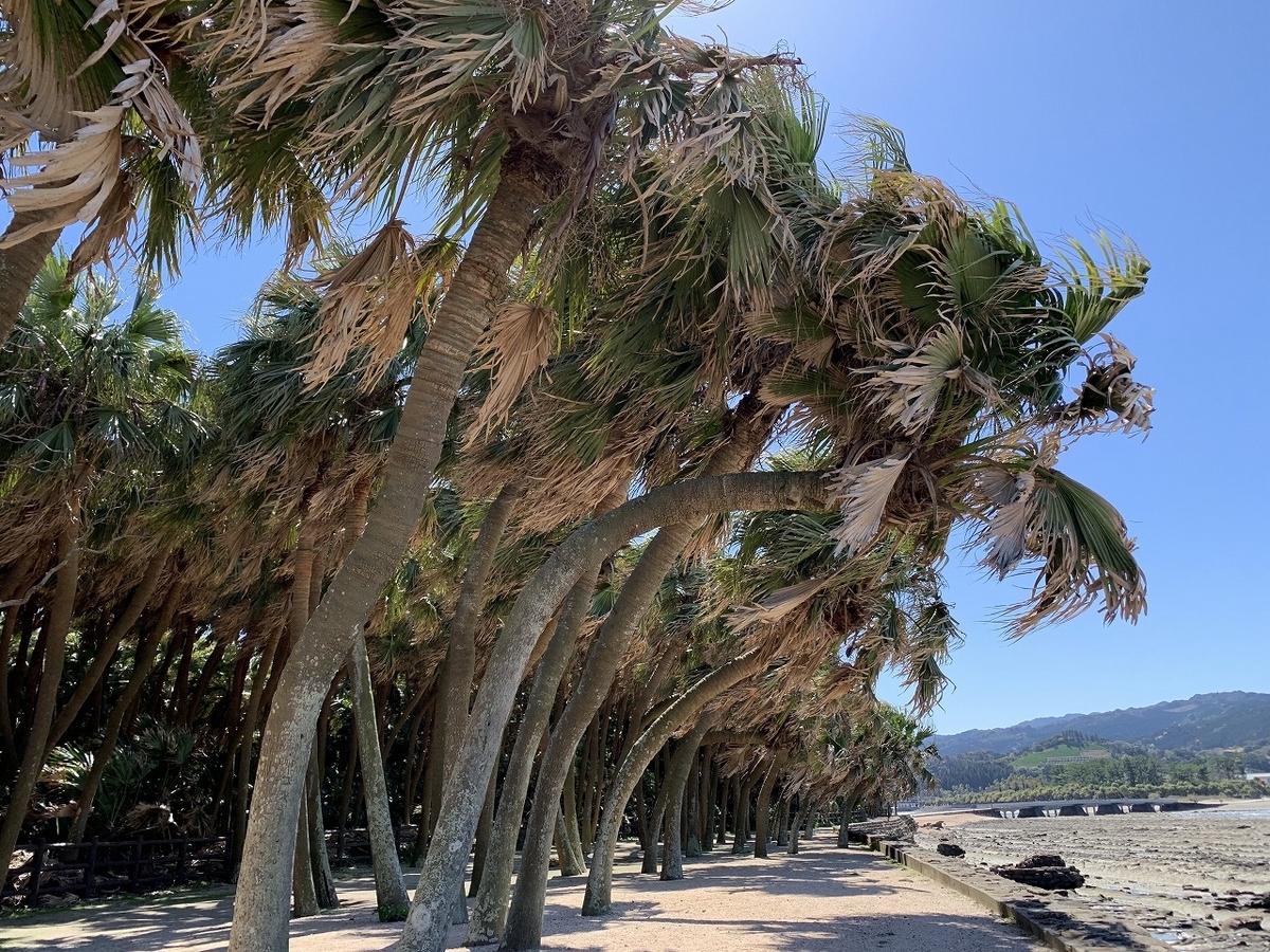f:id:butyouare:20190611012633j:plain