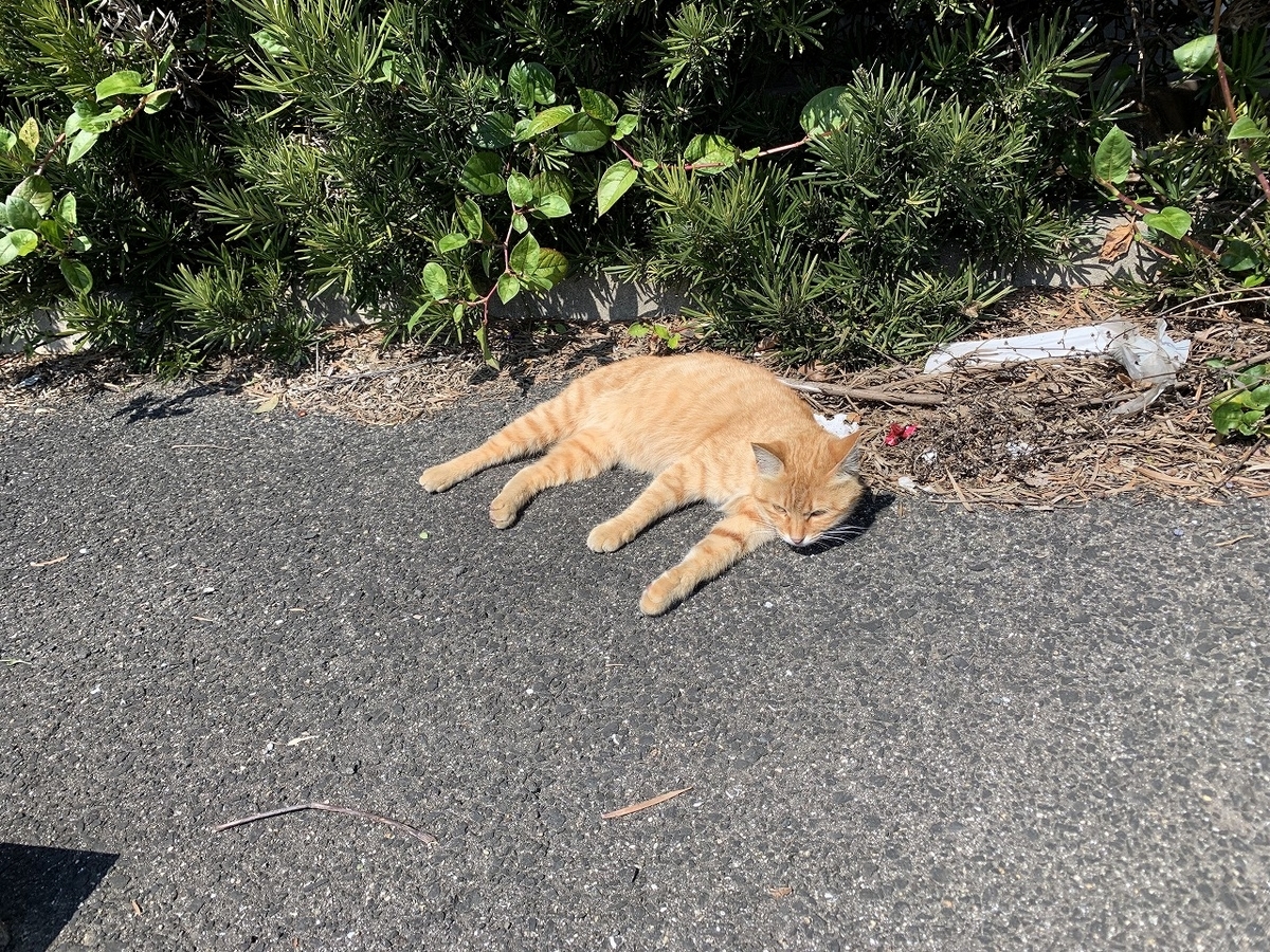 f:id:butyouare:20190611013157j:plain