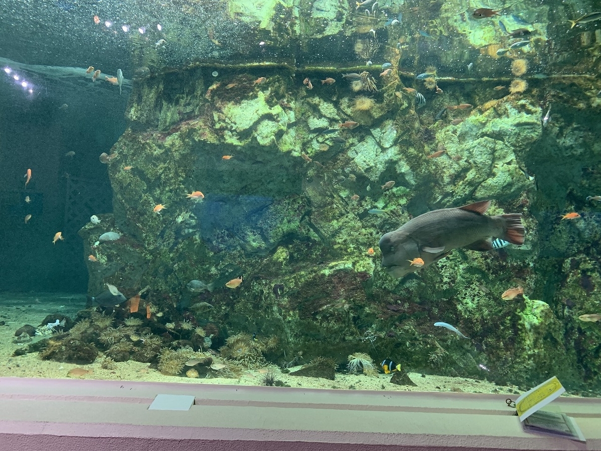 f:id:butyouare:20190611013711j:plain