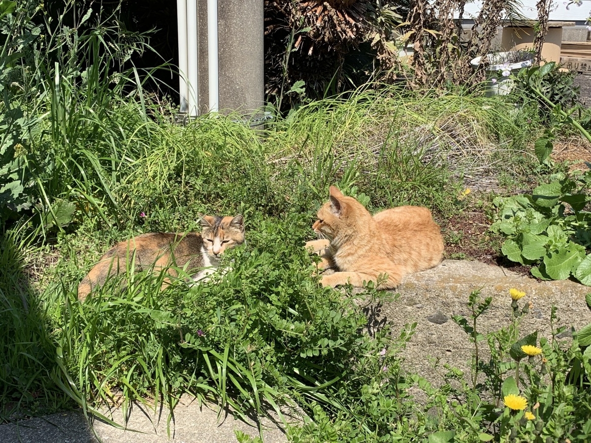 f:id:butyouare:20190629143606j:plain