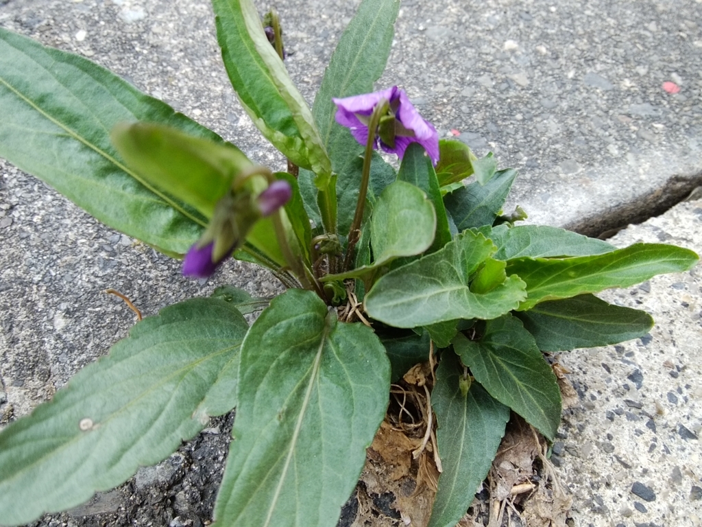f:id:buunanome:20180403143247j:plain f:id:buunanome:20180403143247j:plain