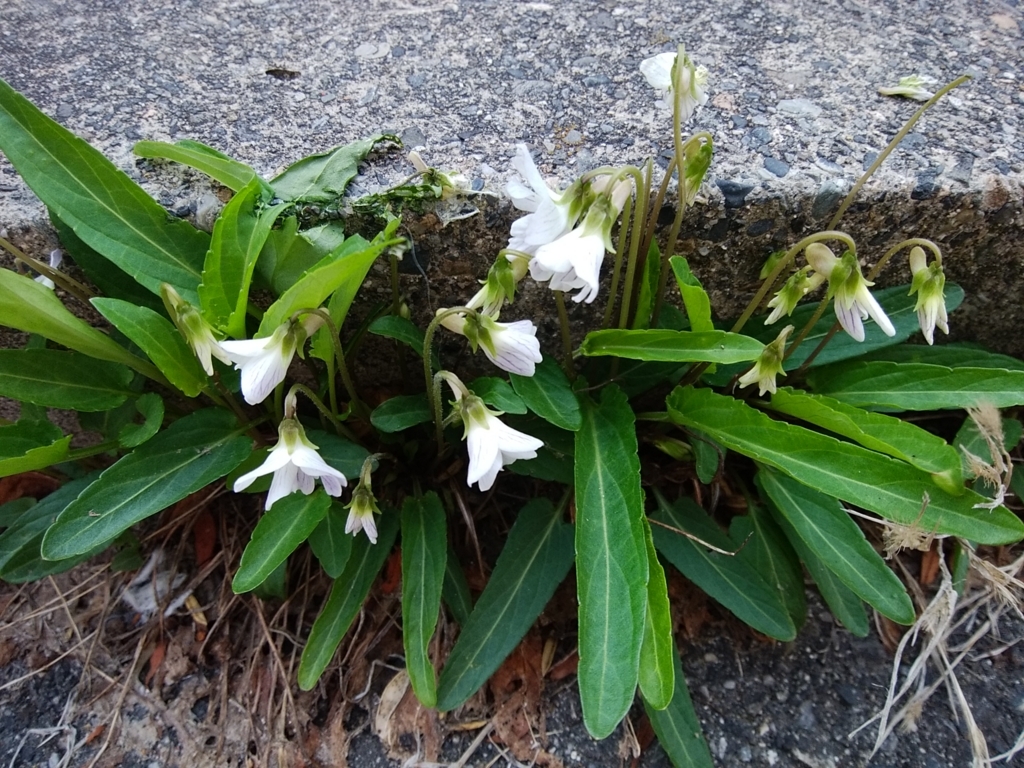 f:id:buunanome:20180403143257j:plain f:id:buunanome:20180403143257j:plain