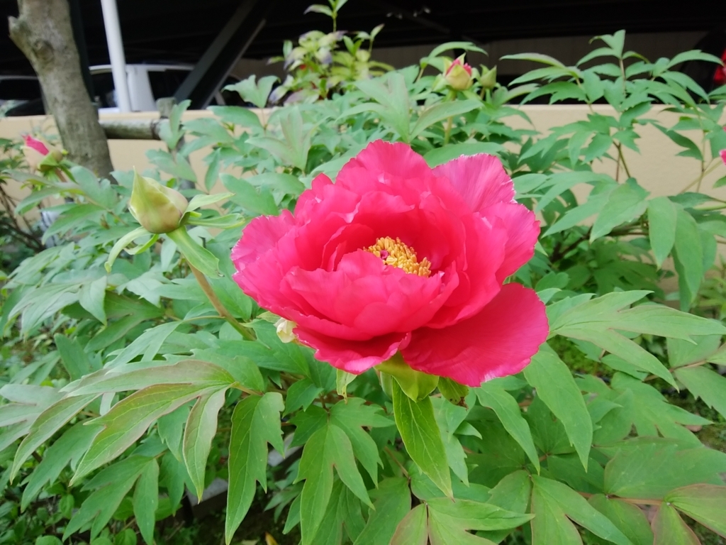 f:id:buunanome:20180421105803j:plain f:id:buunanome:20180421105803j:plain