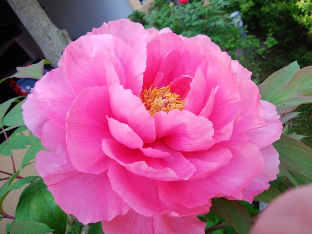 f:id:buunanome:20180421105816j:plain f:id:buunanome:20180421105816j:plain