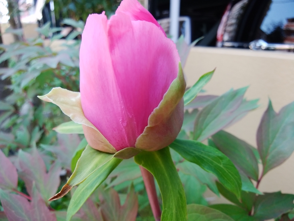 f:id:buunanome:20180421105826j:plain f:id:buunanome:20180421105826j:plain