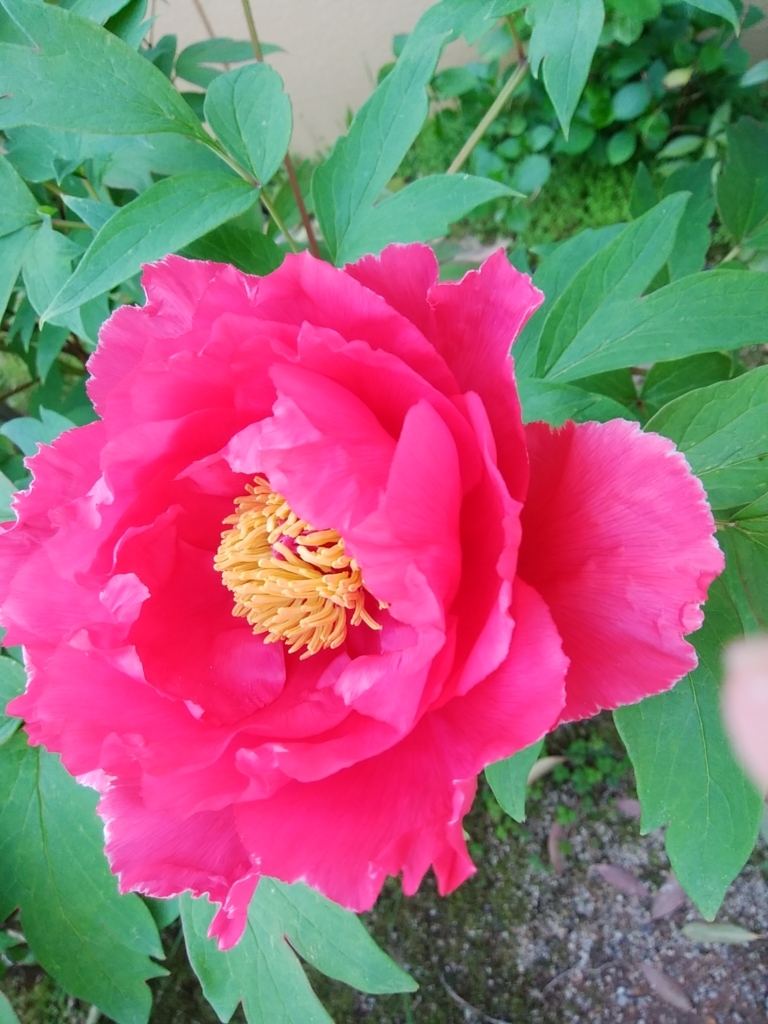 f:id:buunanome:20180421105852j:plain f:id:buunanome:20180421105852j:plain