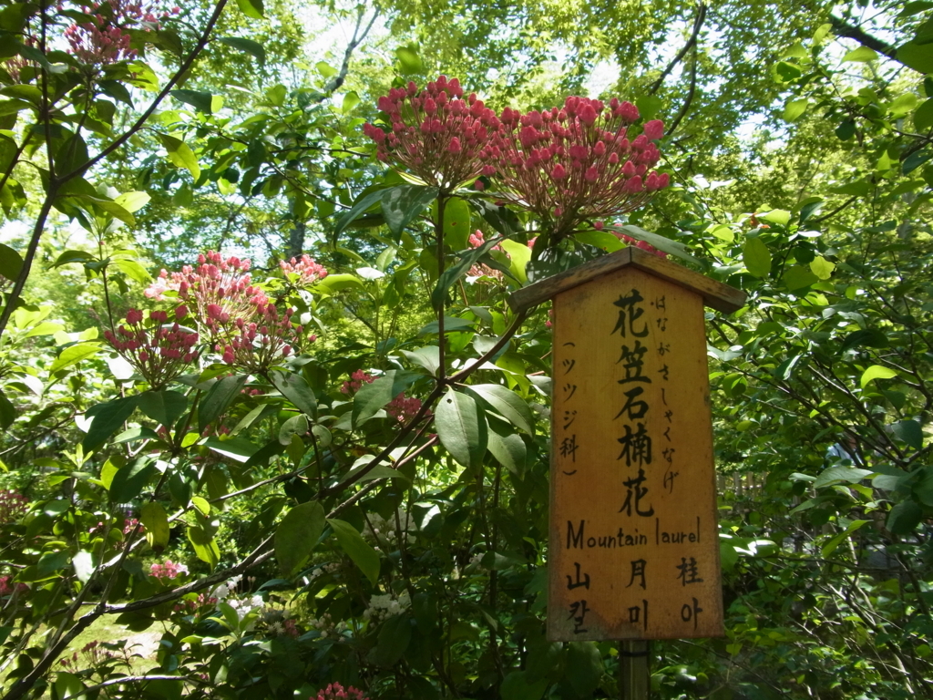 f:id:buunanome:20180512144754j:plain f:id:buunanome:20180512144754j:plain