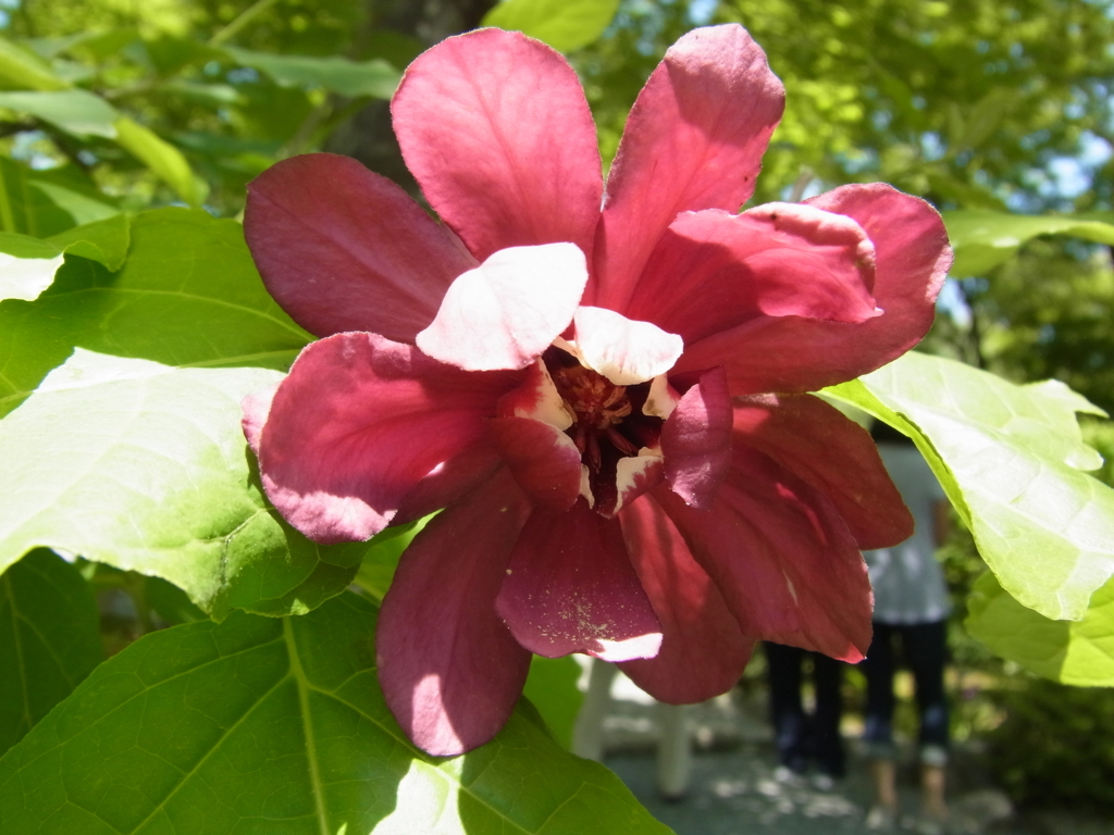 f:id:buunanome:20180512144904j:plain f:id:buunanome:20180512144904j:plain