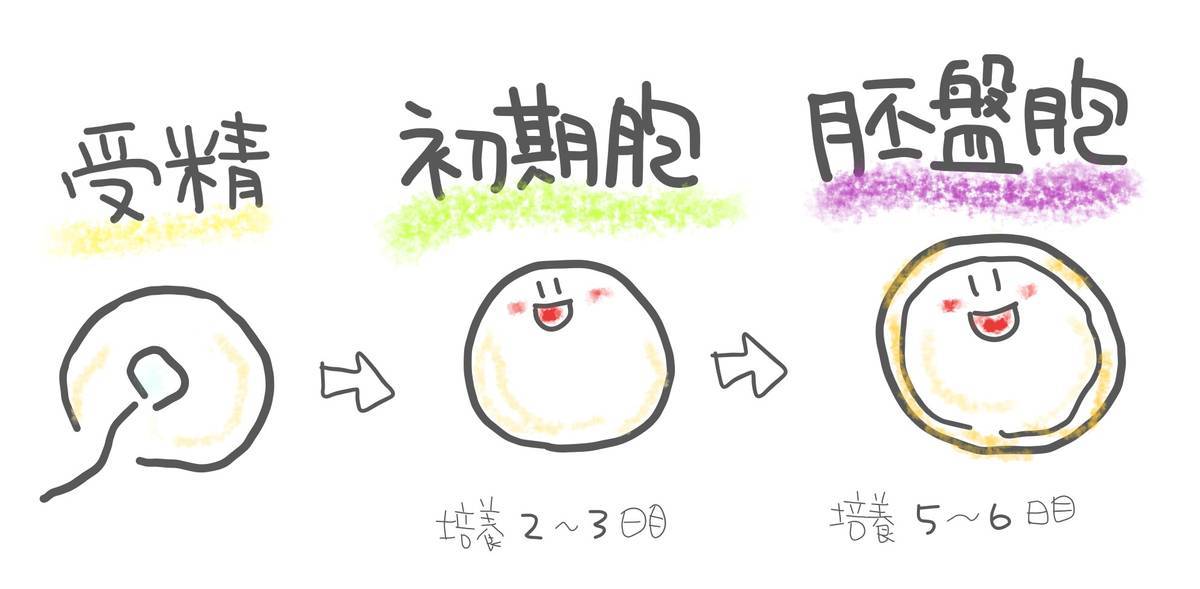 《不妊治療》胚移植は『初期胚』『胚盤胞』違いは?どちらが いいの?どっちの確率のが いいの? 30代後半(アラフォー)不妊治療ブログ 《不妊治療》胚移植は『初期胚』『胚盤胞』違いは?どちらが いいの?どっちの確率のが いいの? 30代後半(アラフォー)不妊治療ブログ