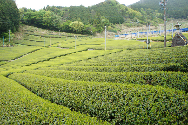 藤枝市の茶畑