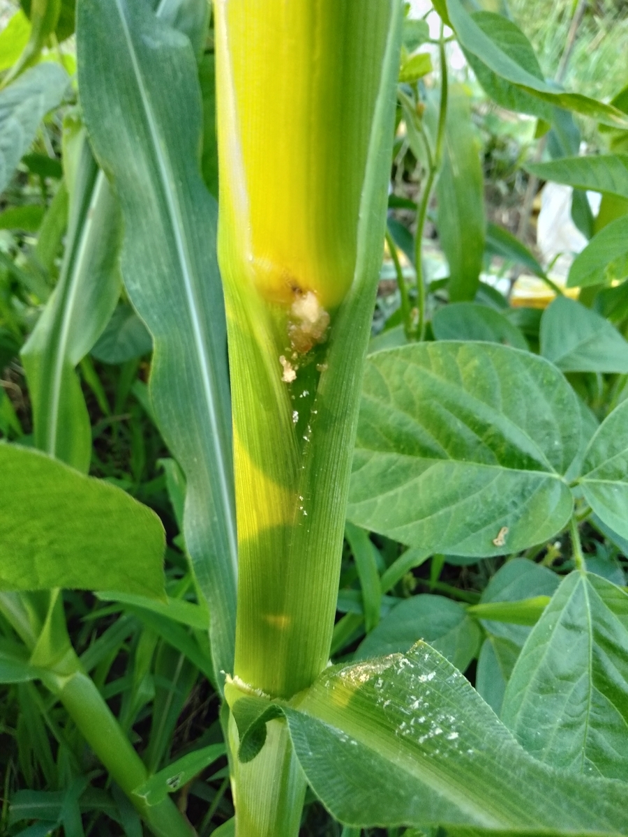 f:id:bwv227:20190629122711j:plain f:id:bwv227:20190629122711j:plain