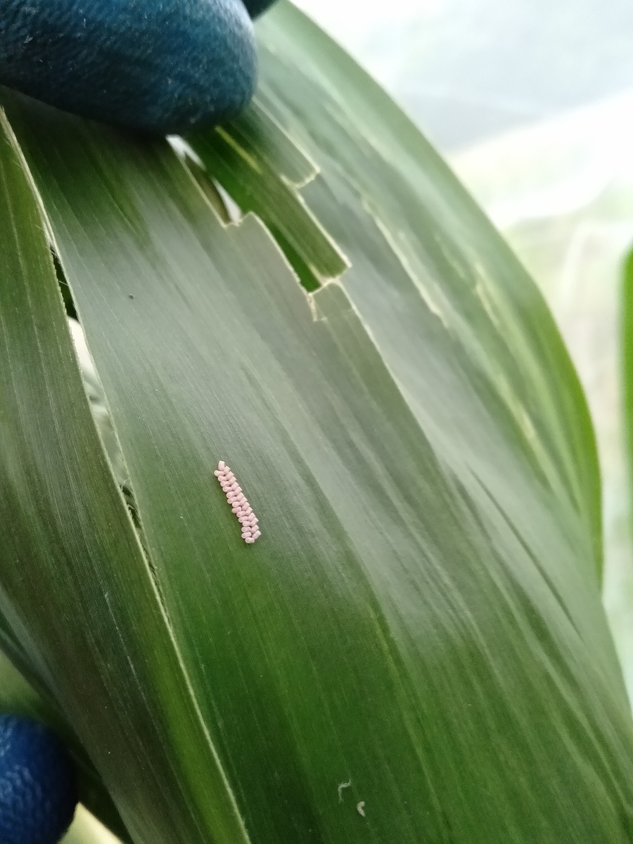 f:id:bwv227:20190629122913j:plain f:id:bwv227:20190629122913j:plain