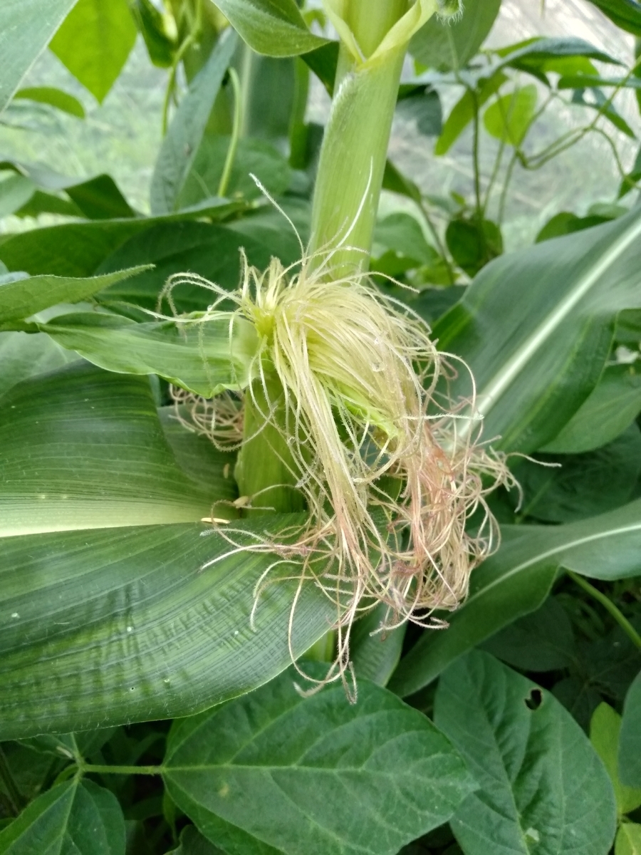 f:id:bwv227:20190629123107j:plain f:id:bwv227:20190629123107j:plain