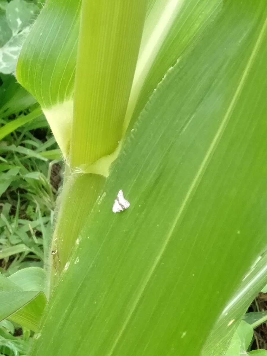 f:id:bwv227:20190629123133j:plain f:id:bwv227:20190629123133j:plain