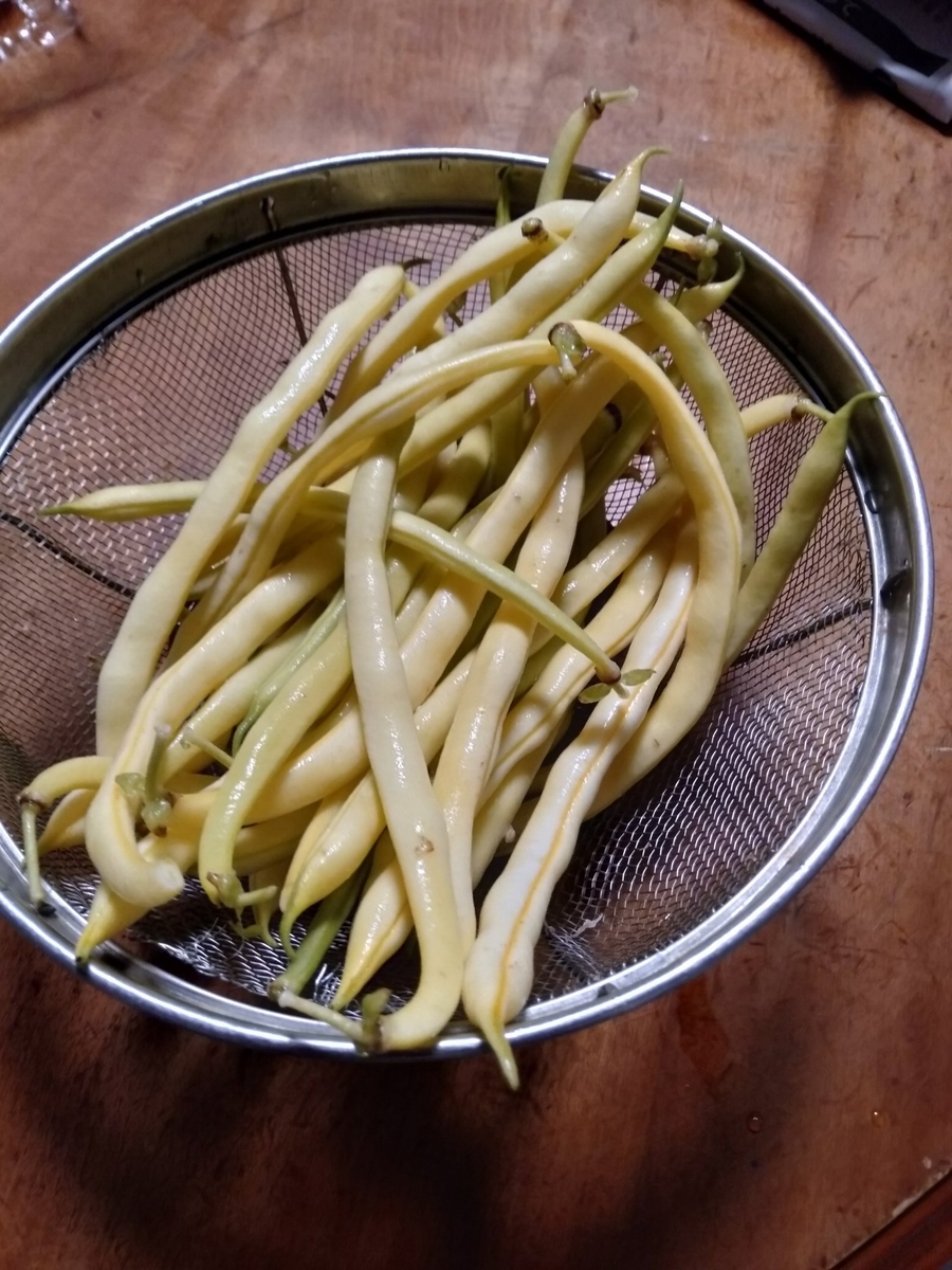 f:id:bwv227:20190711190255j:plain f:id:bwv227:20190711190255j:plain