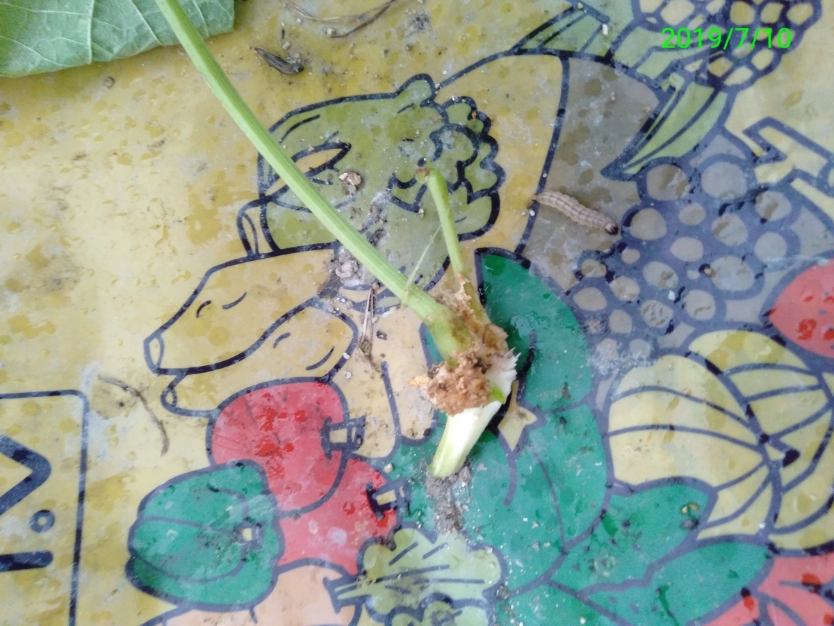 f:id:bwv227:20190711220541j:plain f:id:bwv227:20190711220541j:plain