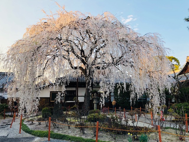 f:id:bx9w4hedch8:20180327221400j:plain f:id:bx9w4hedch8:20180327221400j:plain