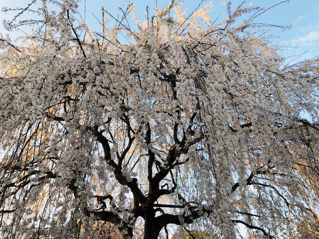f:id:bx9w4hedch8:20180327221402j:plain f:id:bx9w4hedch8:20180327221402j:plain