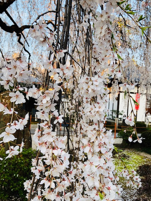 f:id:bx9w4hedch8:20180327221403j:plain f:id:bx9w4hedch8:20180327221403j:plain