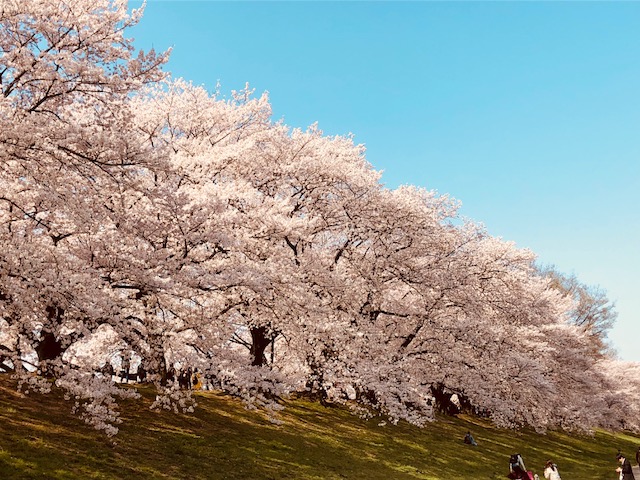 f:id:bx9w4hedch8:20180401230448j:plain f:id:bx9w4hedch8:20180401230448j:plain