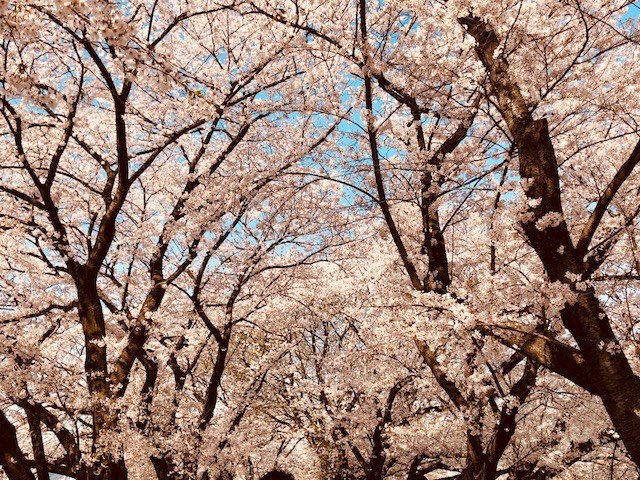 f:id:bx9w4hedch8:20180401230500j:plain f:id:bx9w4hedch8:20180401230500j:plain