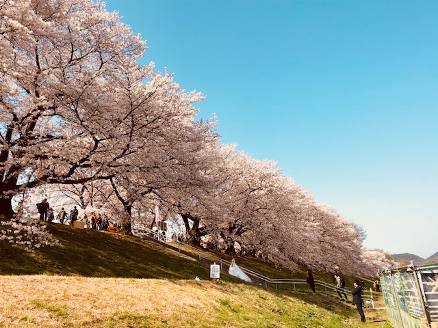 f:id:bx9w4hedch8:20180401230509j:plain f:id:bx9w4hedch8:20180401230509j:plain