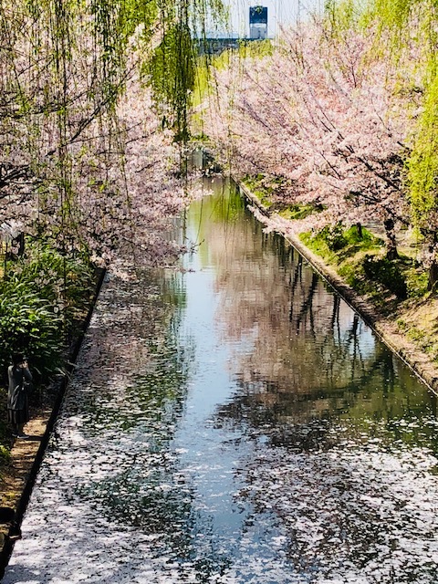 f:id:bx9w4hedch8:20180401234026j:plain f:id:bx9w4hedch8:20180401234026j:plain