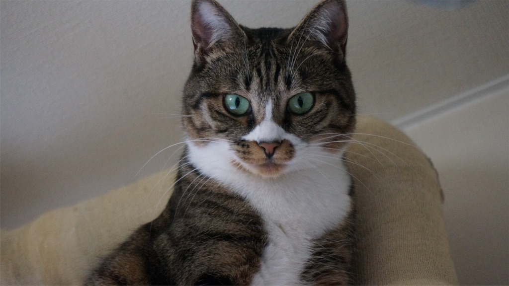 f:id:bxsnj344:20180621132535j:image