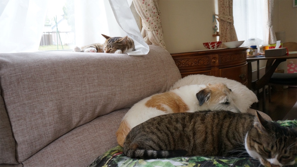 f:id:bxsnj344:20180621132734j:image