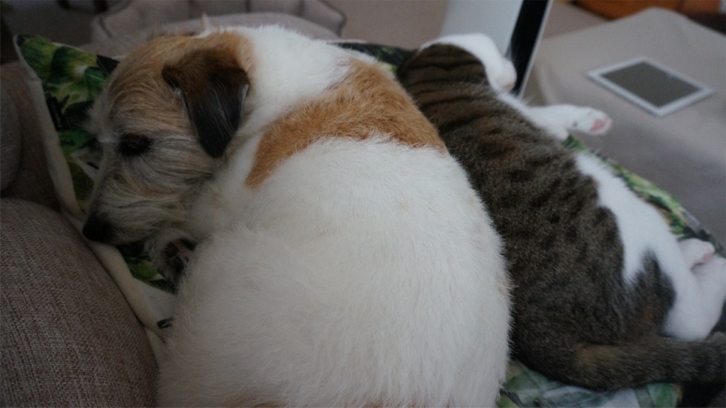 f:id:bxsnj344:20180621133002j:image