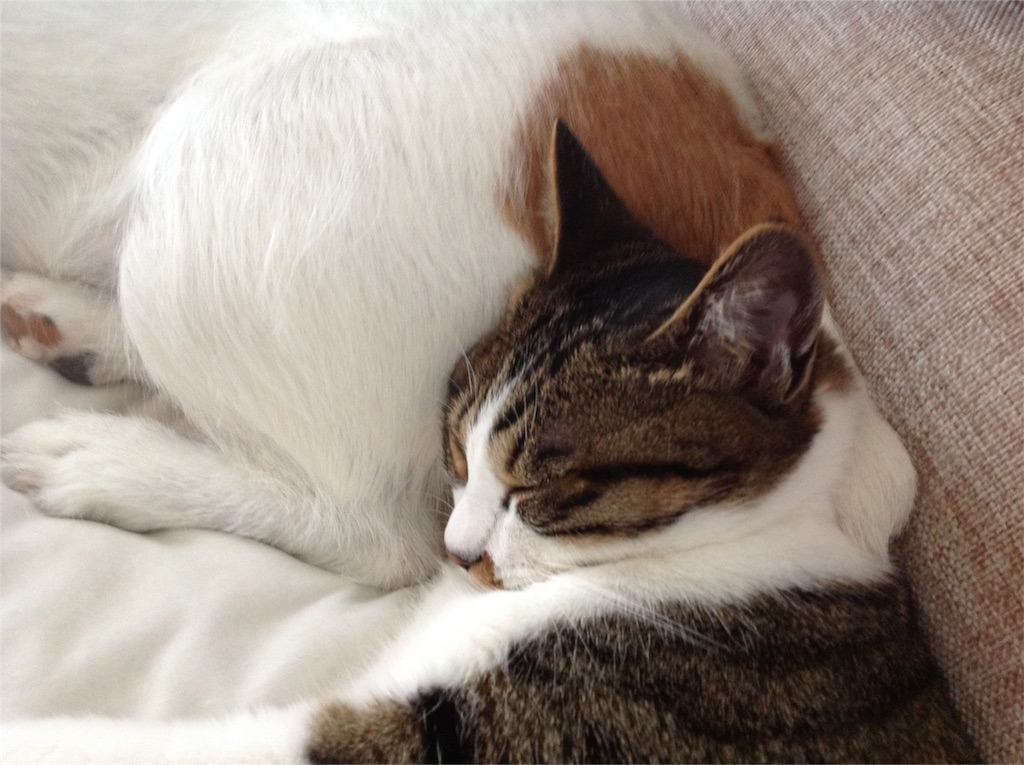 f:id:bxsnj344:20180621133044j:image