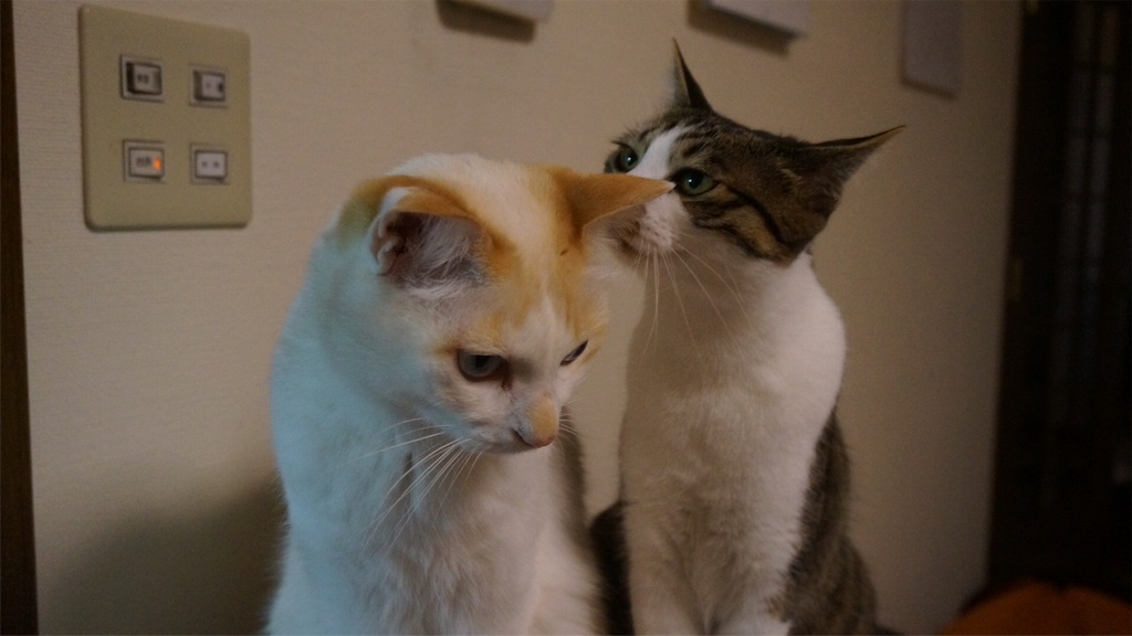 f:id:bxsnj344:20180621133236j:image