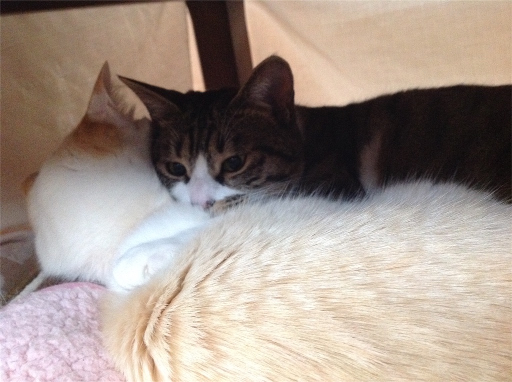 f:id:bxsnj344:20180621133349j:image