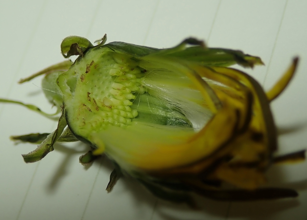 f:id:by-unknown:20181125215426j:plain f:id:by-unknown:20181125215426j:plain