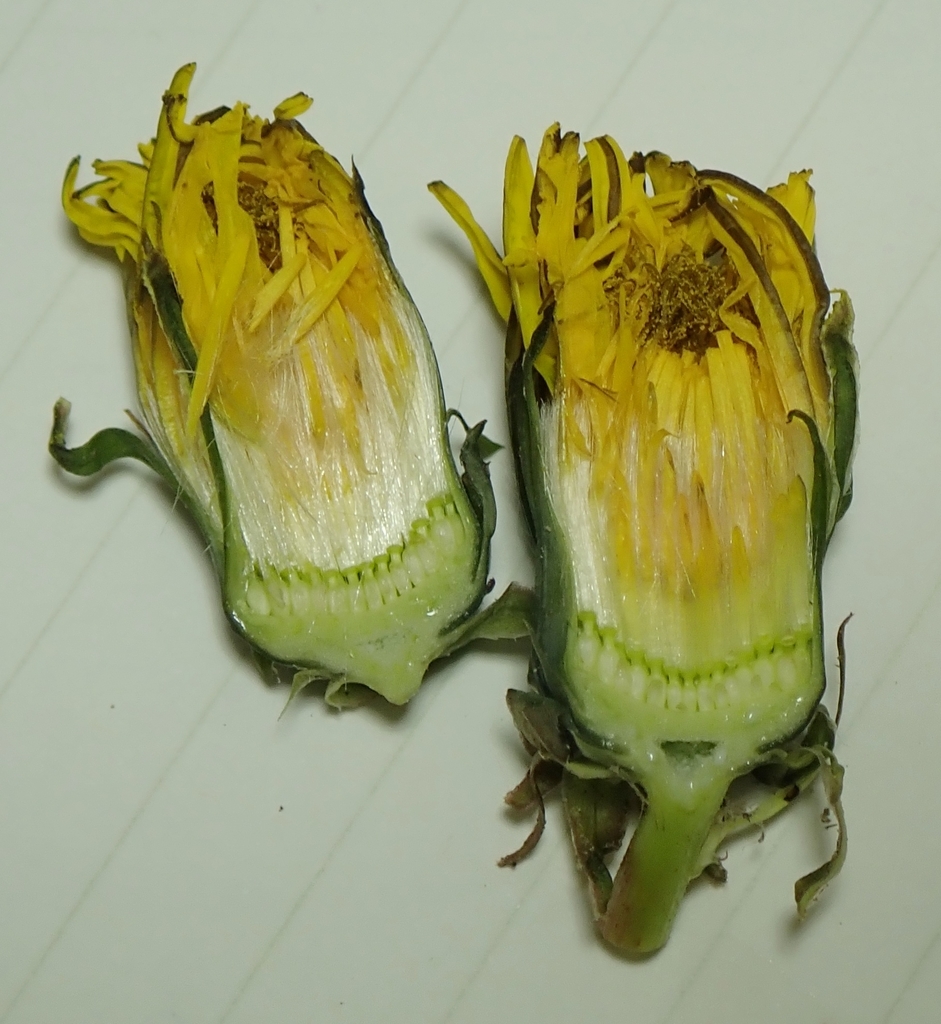 f:id:by-unknown:20181125215435j:plain f:id:by-unknown:20181125215435j:plain