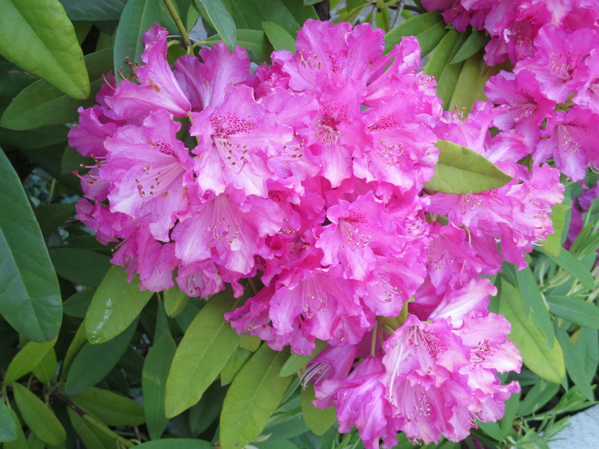 f:id:byHARU:20190428195501j:plain f:id:byHARU:20190428195501j:plain