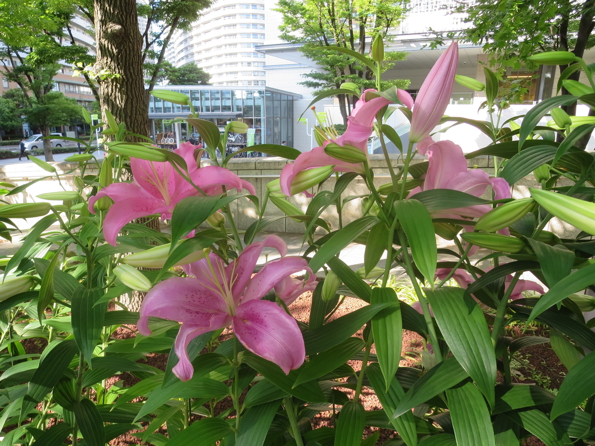 f:id:byHARU:20190622200712j:plain f:id:byHARU:20190622200712j:plain