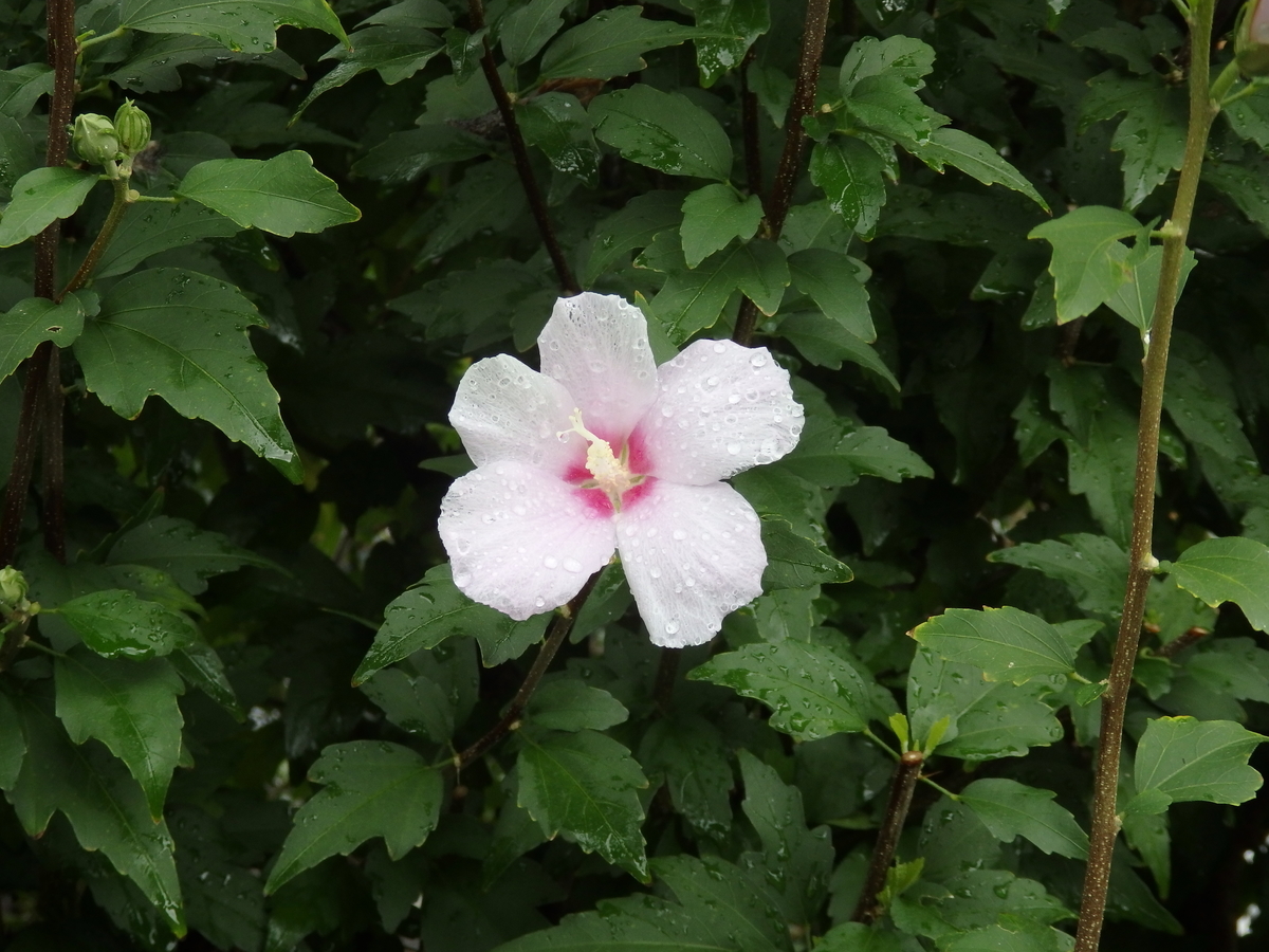 f:id:byHARU:20190921205746j:plain f:id:byHARU:20190921205746j:plain